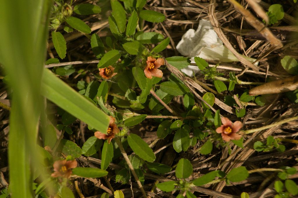 Bracted fanpetals (Sida ciliaris)