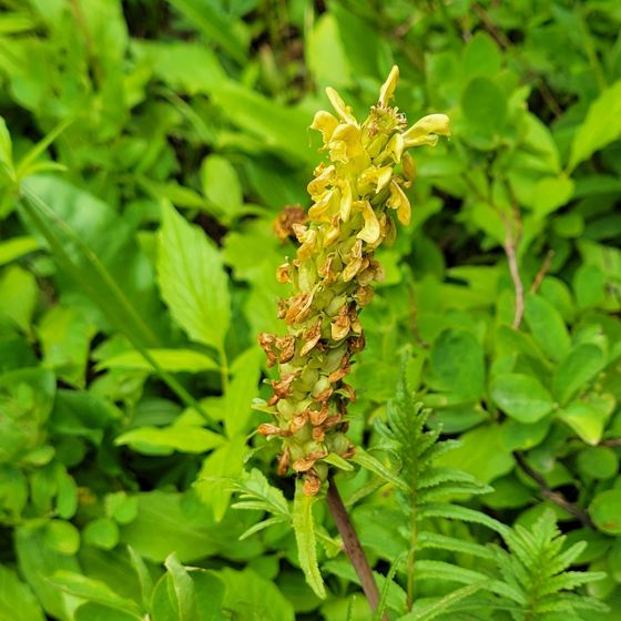 Bracted lousewort (Pedicularis bracteosa)