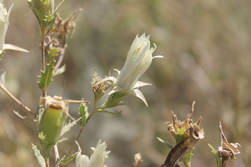 Bractless blazingstar (Mentzelia nuda)