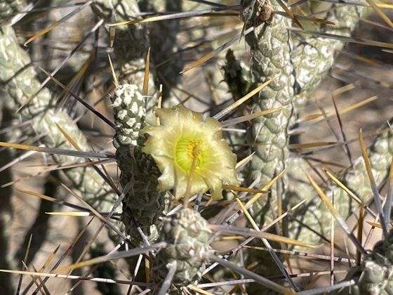 Branched pencil cholla (Cylindropuntia ramosissima)