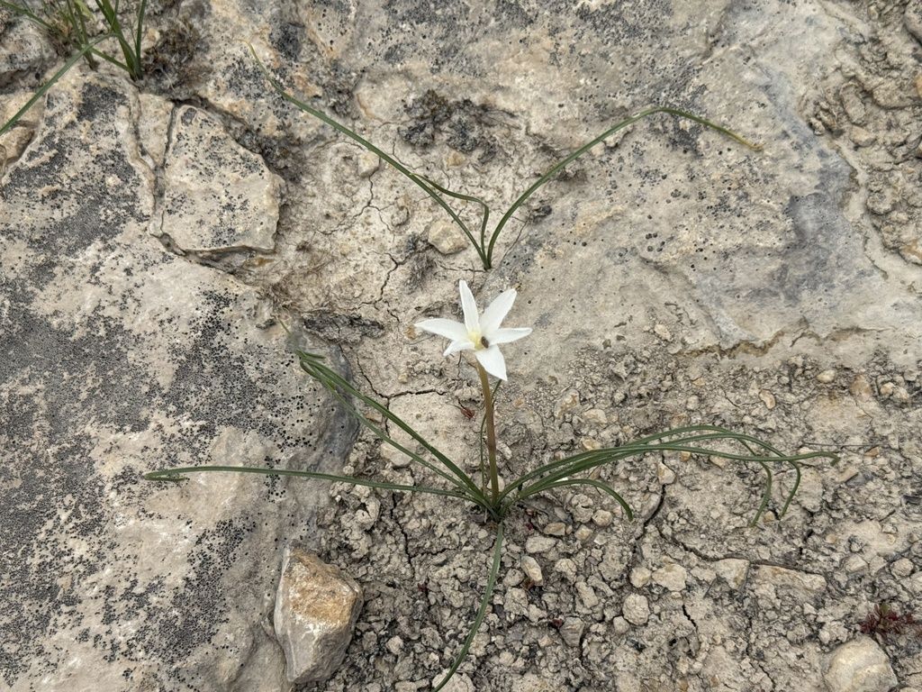 Brazos rain-lily (Zephyranthes chlorosolen)