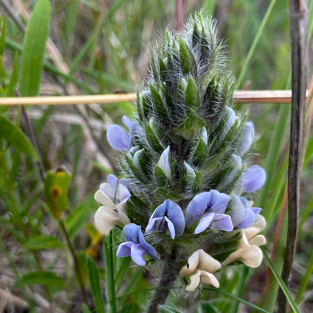 Breadroot scurf pea (Pediomelum esculentum)