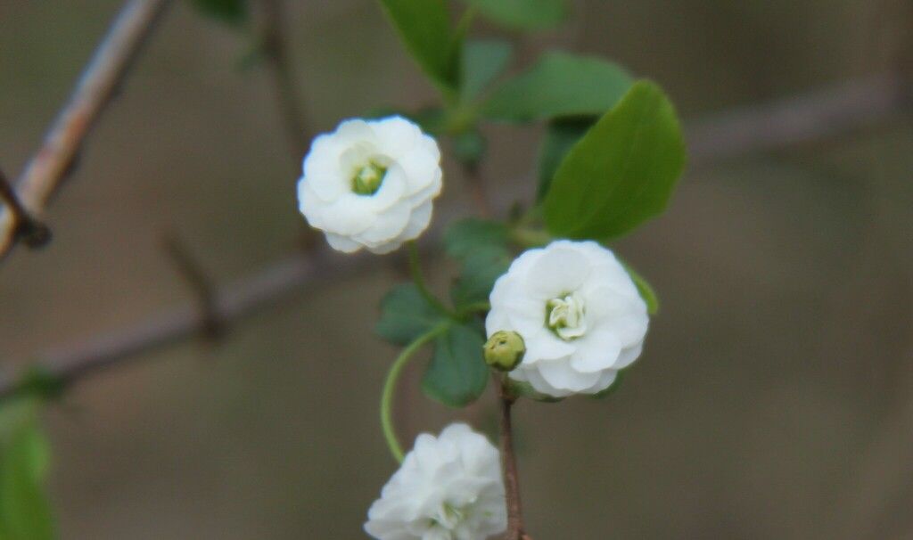 Bridal veil spirea (Spiraea prunifolia)