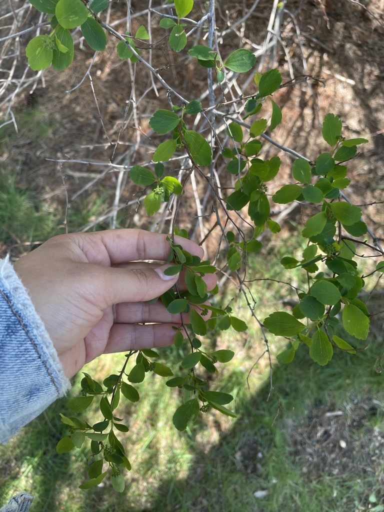 Bridal wreath spirea (Spiraea × vanhouttei)