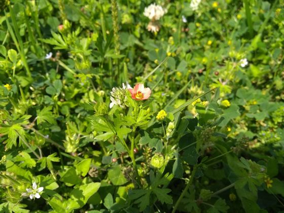 Bristly mallow (Modiola caroliniana)