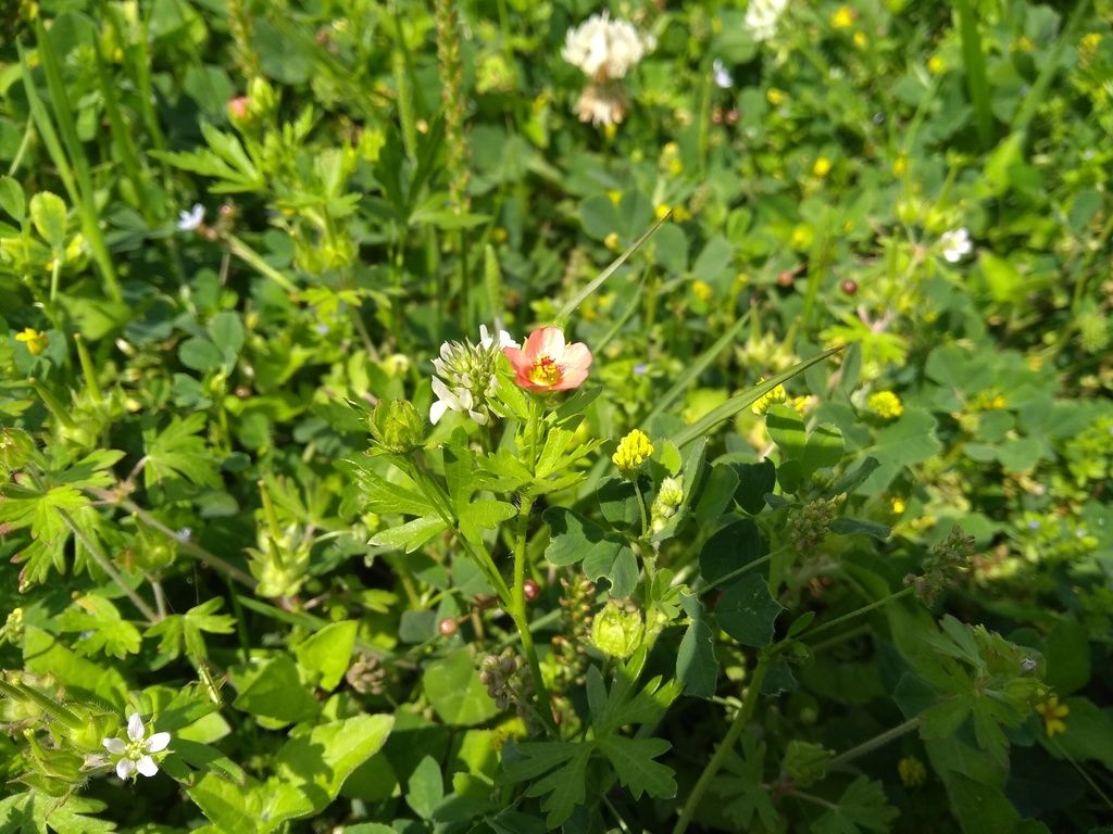 Bristly mallow (Modiola caroliniana)