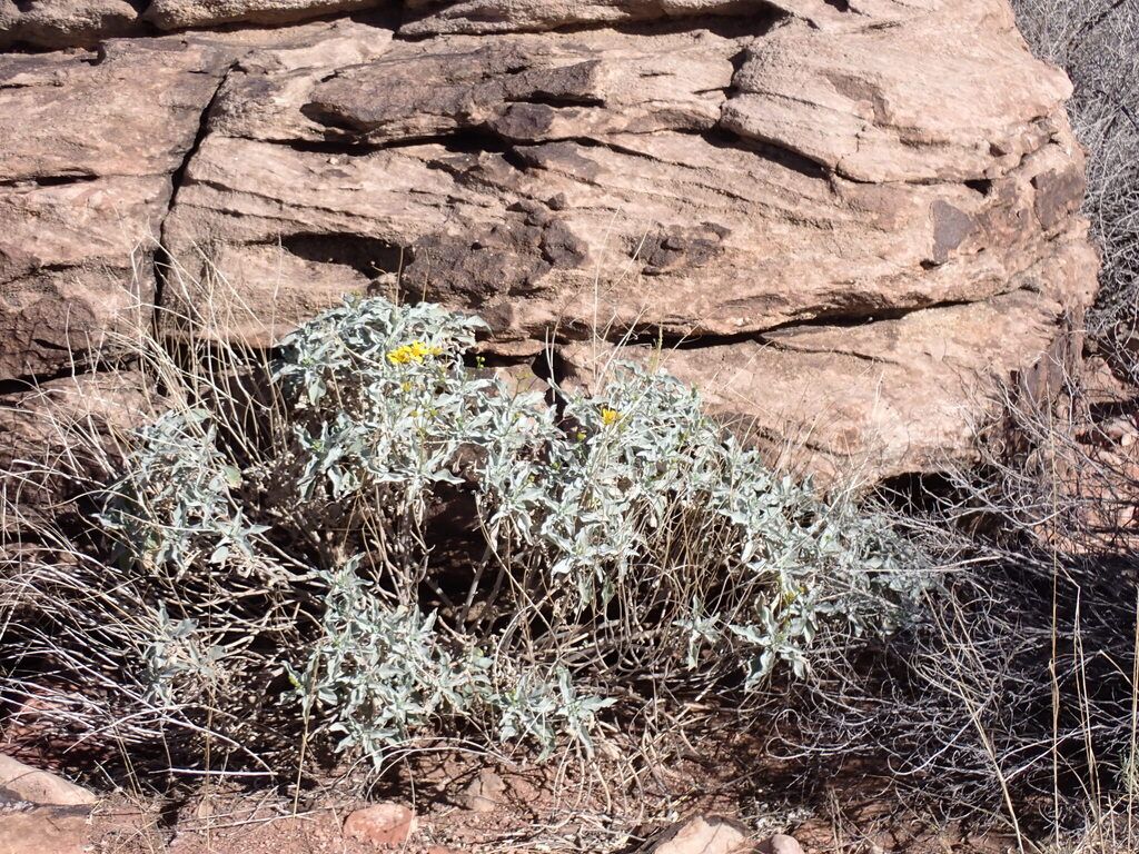 Brittlebush (Encelia farinosa)