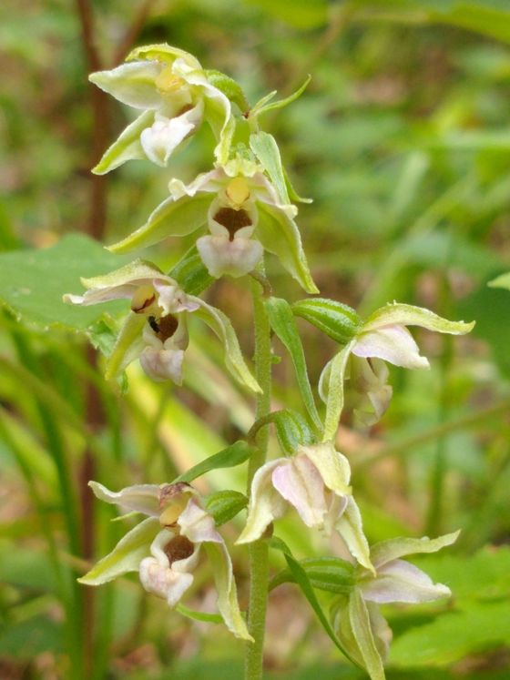 Broad-leaved helleborine (Epipactis helleborine)