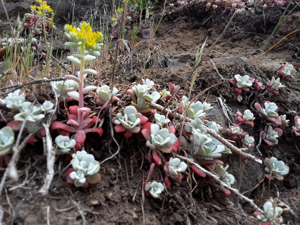 Broad-leaved stonecrop (Sedum spathulifolium)