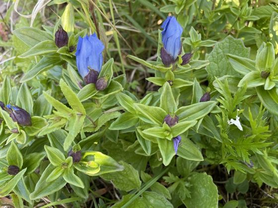 Broad-petal gentian (Gentiana platypetala)
