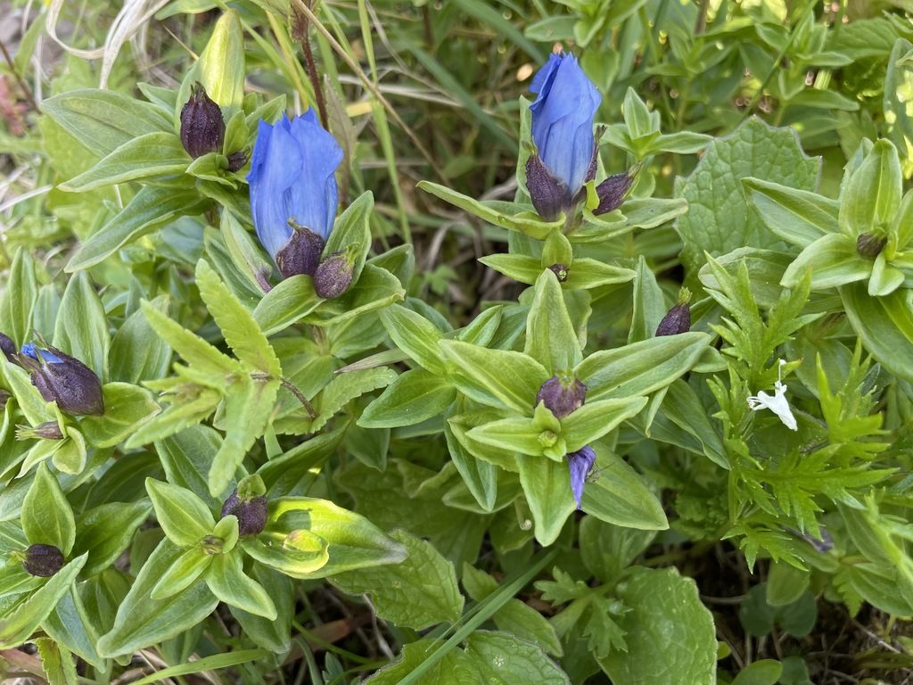 Broad-petal gentian (Gentiana platypetala)