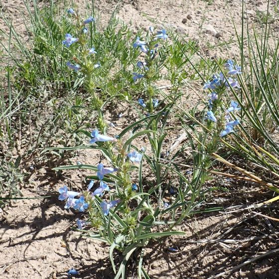 Broadbeard beardtongue (Penstemon angustifolius)