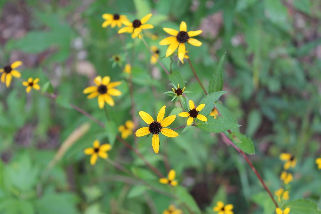 Brown-eyed susan (Rudbeckia triloba)