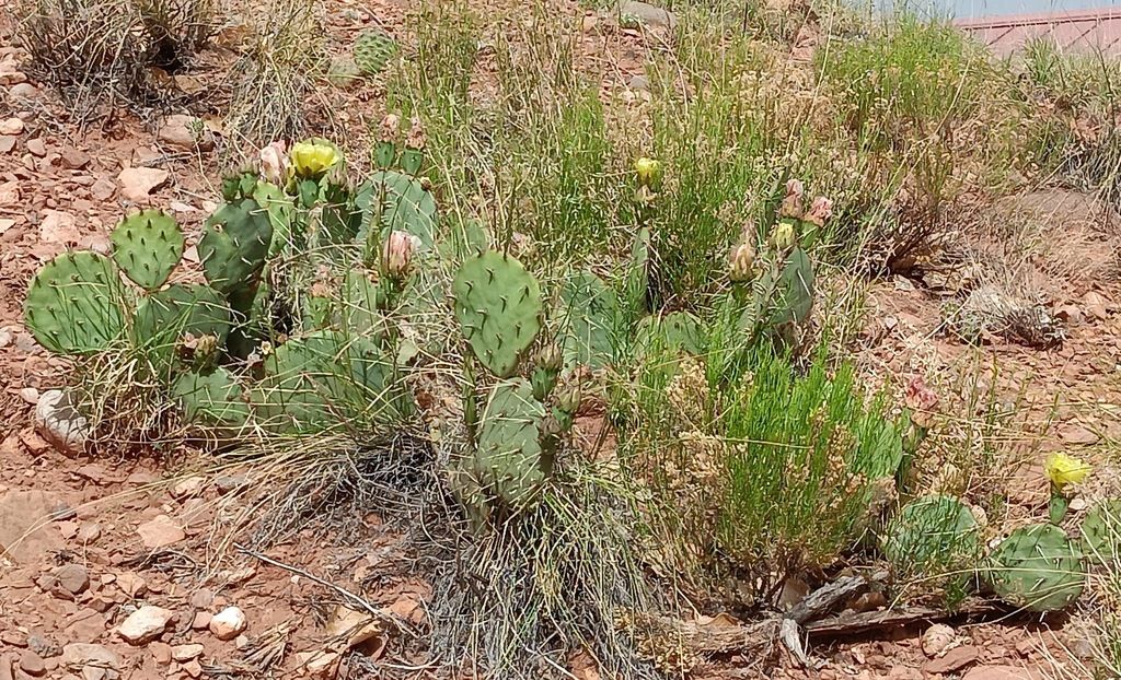 Brown-spined pricklypear (Opuntia phaeacantha)
