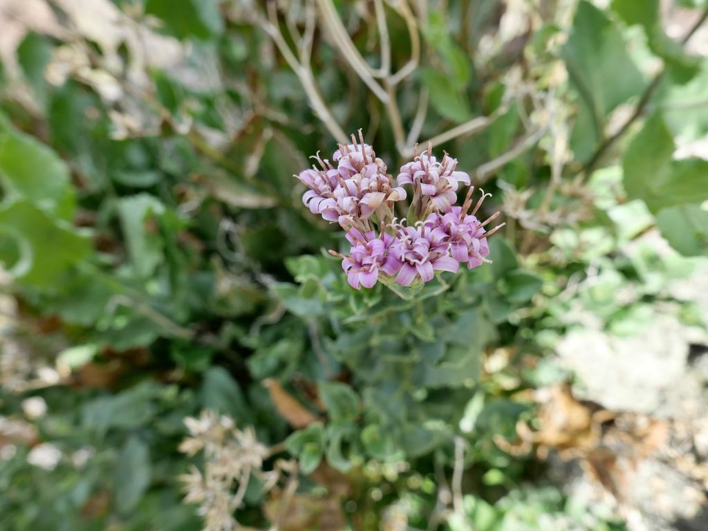 Brownfoot (Acourtia wrightii)