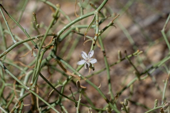 Brownplume wirelettuce (Stephanomeria pauciflora)