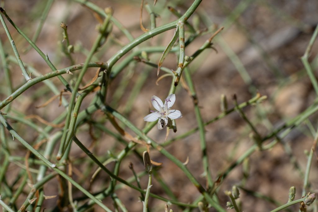 Brownplume wirelettuce (Stephanomeria pauciflora)