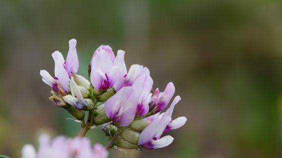 Browse milkvetch (Astragalus cibarius)