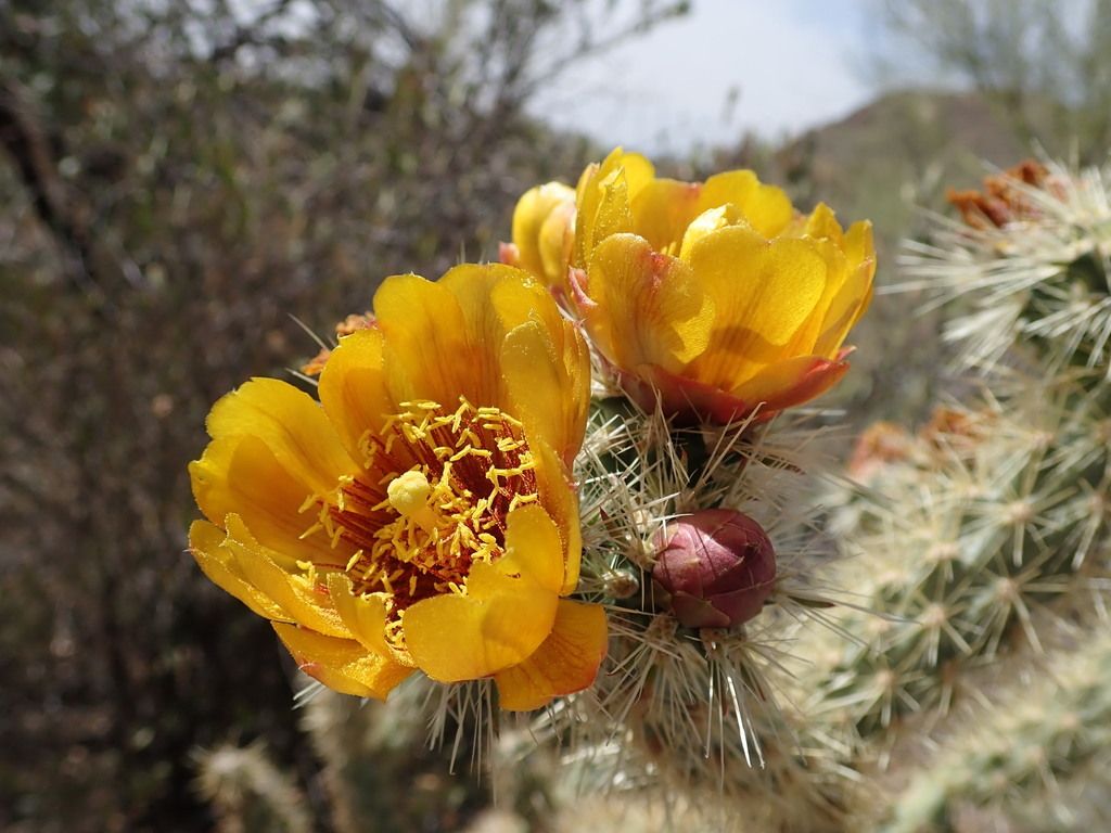 Buckhorn cholla (Cylindropuntia acanthocarpa)