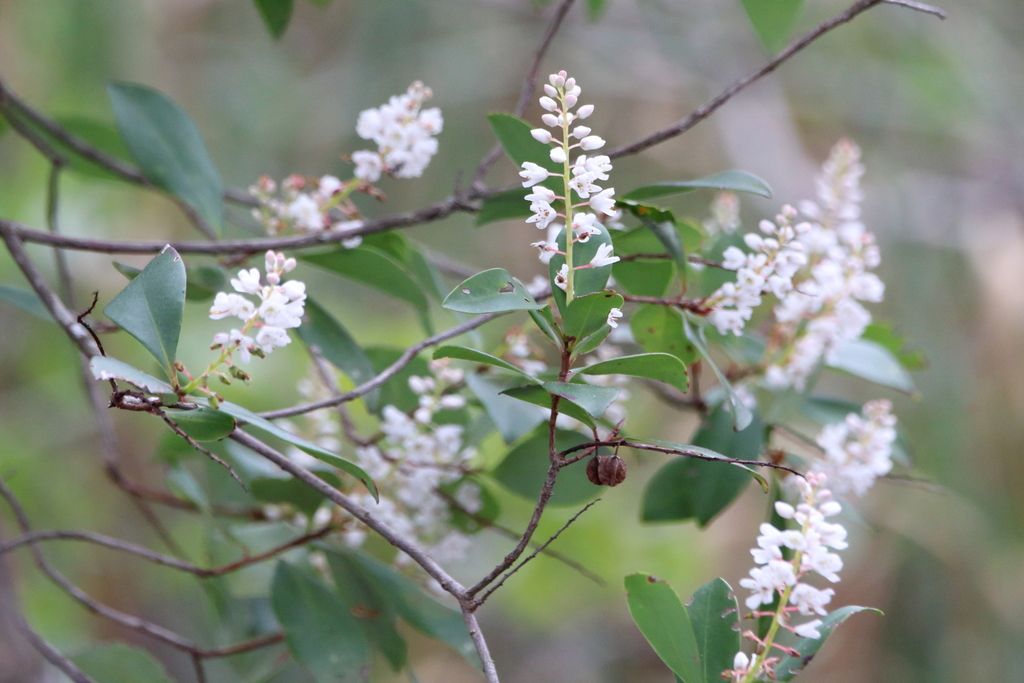 Buckwheat tree (Cliftonia monophylla)