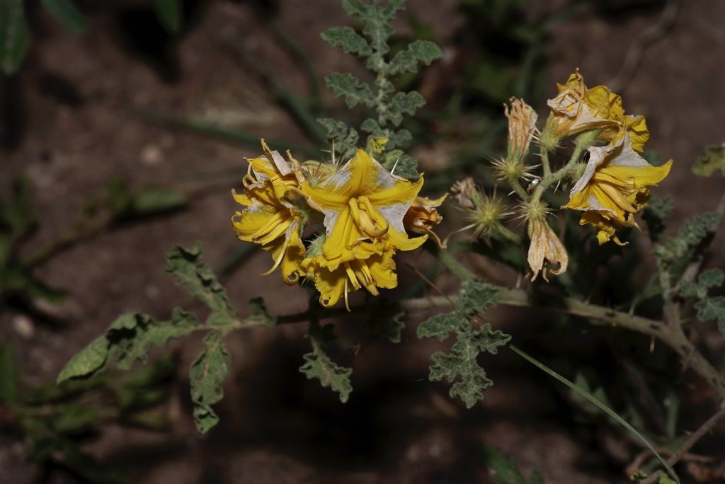 Buffalo-bur (Solanum rostratum)