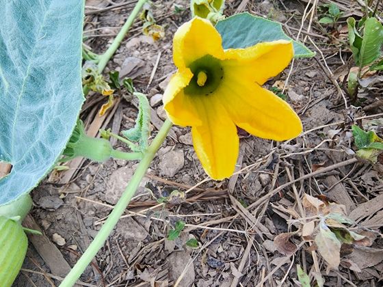 Buffalo gourd (Cucurbita foetidissima)