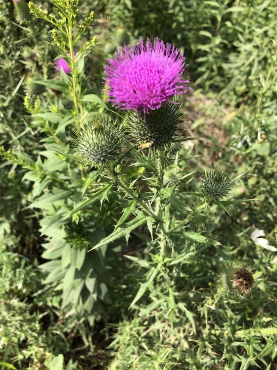Bull thistle (Cirsium vulgare)