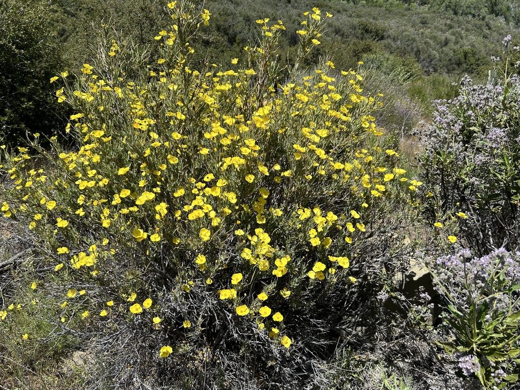 Bush poppy (Dendromecon rigida)