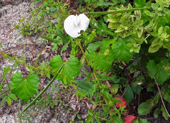 Butterfly pea (Centrosema virginianum)