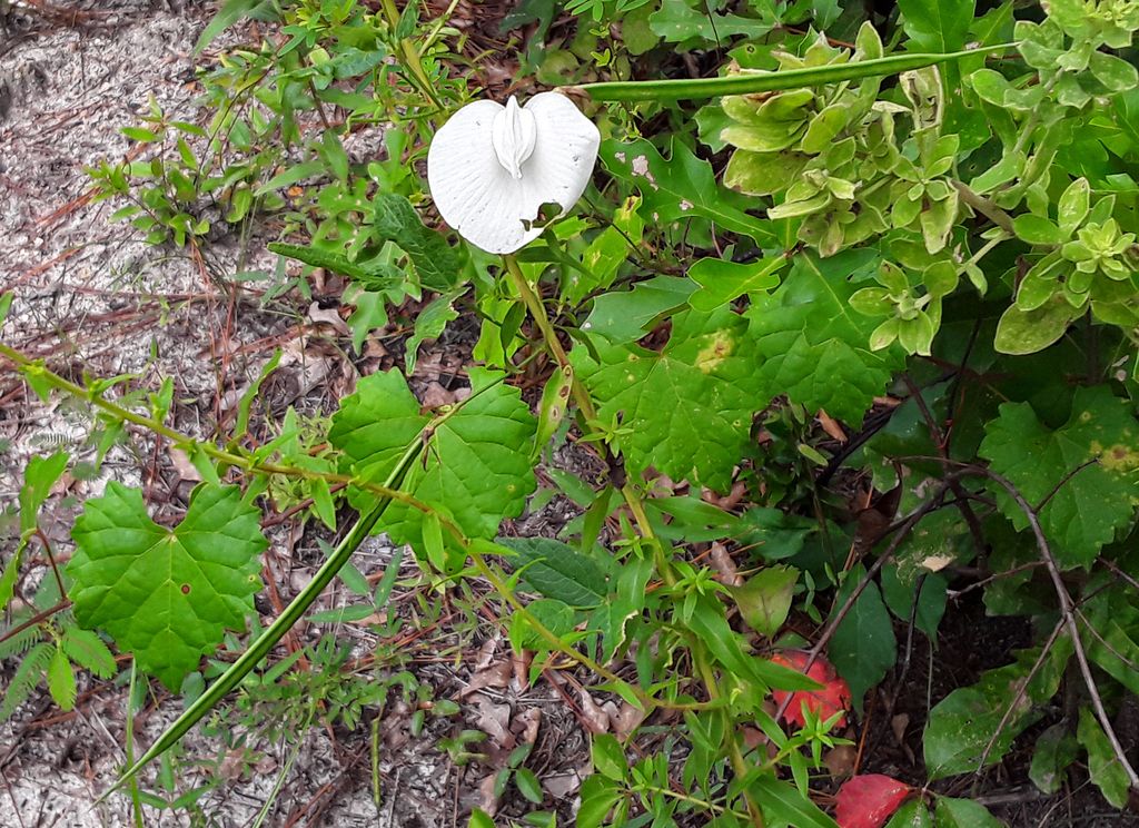 Butterfly pea (Centrosema virginianum)