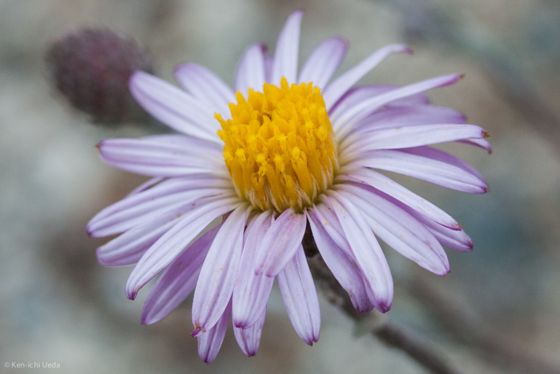 California aster (Corethrogyne filaginifolia)