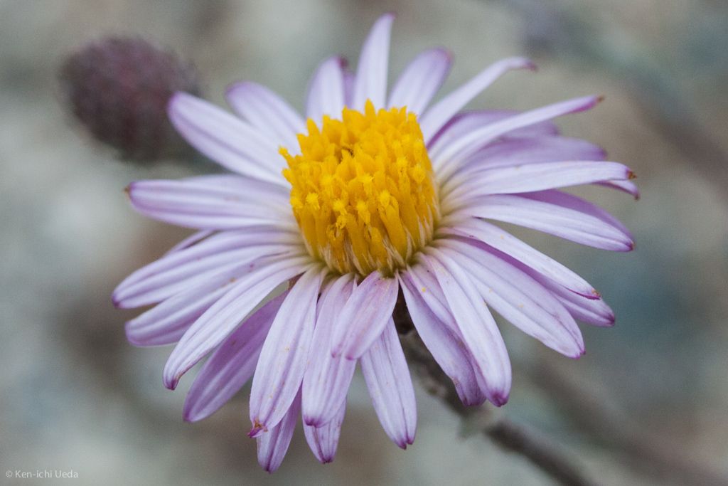 California aster (Corethrogyne filaginifolia)