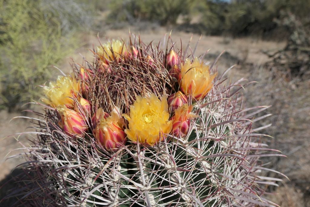California barrel cactus (Ferocactus cylindraceus)