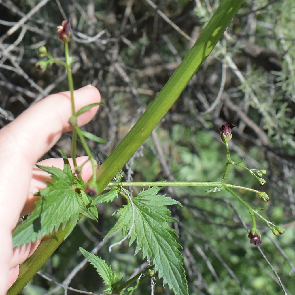 California beeplant (Scrophularia californica)
