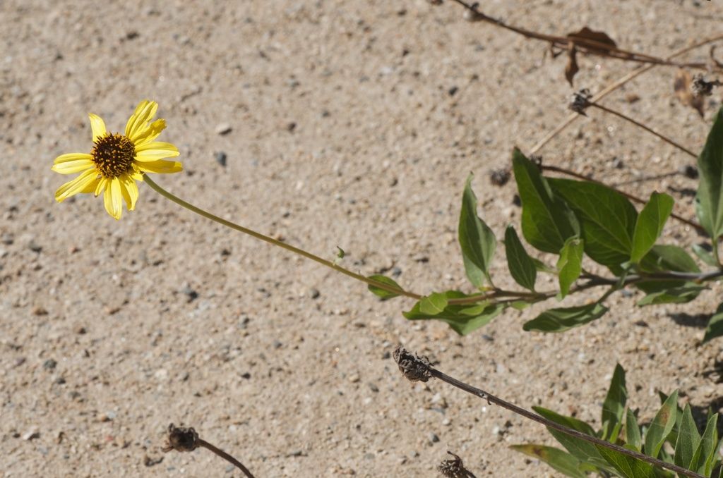 California brittlebush (Encelia californica)