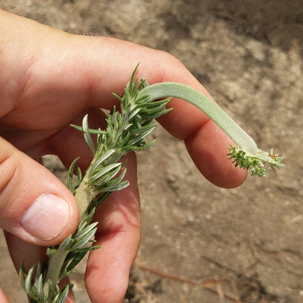 California buckwheat (Eriogonum fasciculatum)