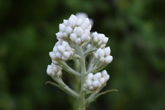California cudweed (Pseudognaphalium californicum)