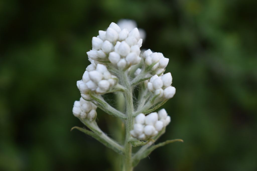 California cudweed (Pseudognaphalium californicum)