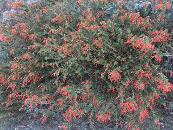 California fuchsia (Epilobium canum)