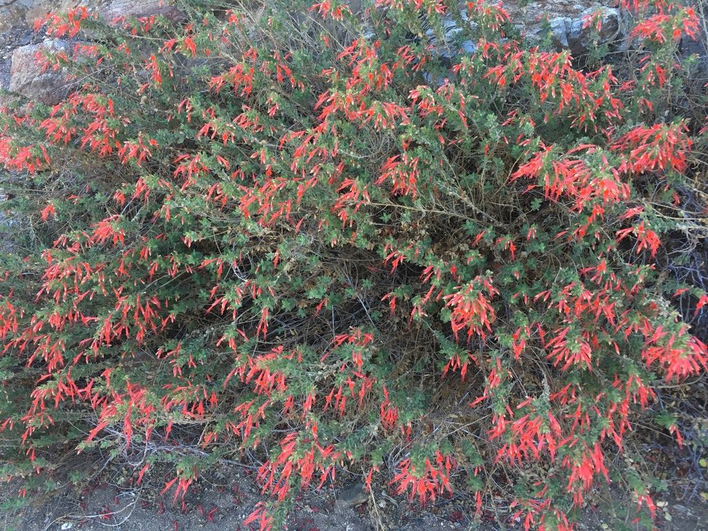 California fuchsia (Epilobium canum)