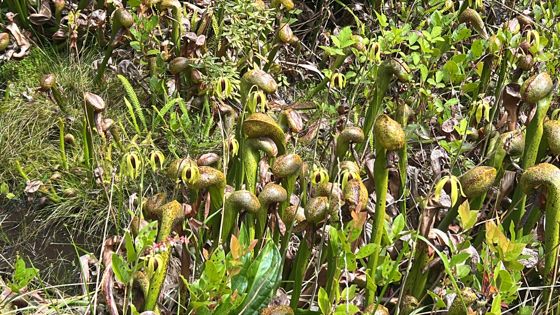 California pitcher plant (Darlingtonia californica)