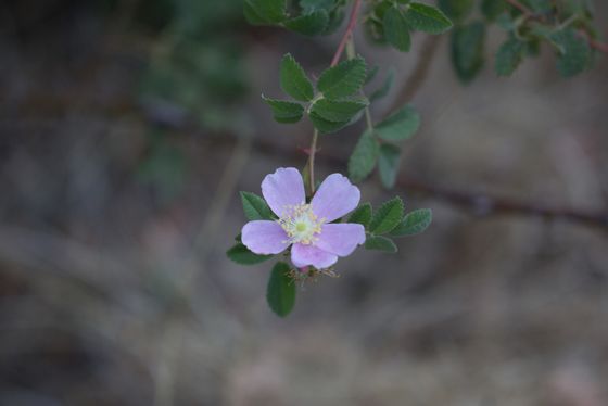 California wild rose (Rosa californica)