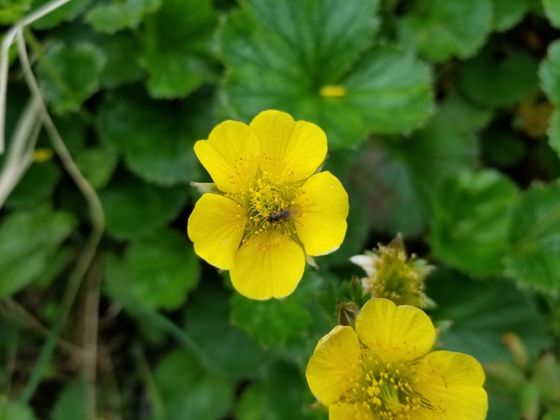 Calthaleaf avens (Geum calthifolium)