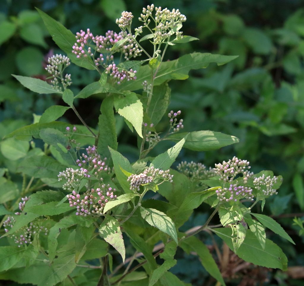 Camphor-weed (Pluchea camphorata)