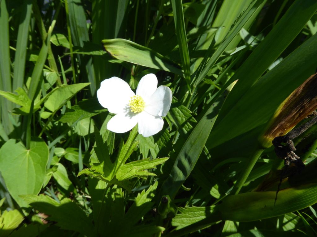 Canada anemone (Anemonastrum canadense)