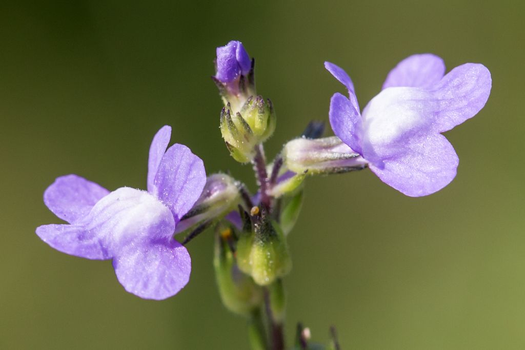 Canada toadflax (Linaria canadensis)