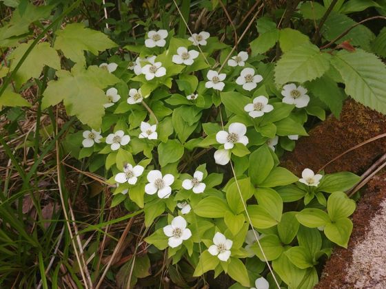 Canadian bunchberry (Cornus canadensis)