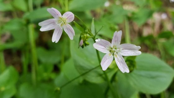Candy flower (Claytonia sibirica)