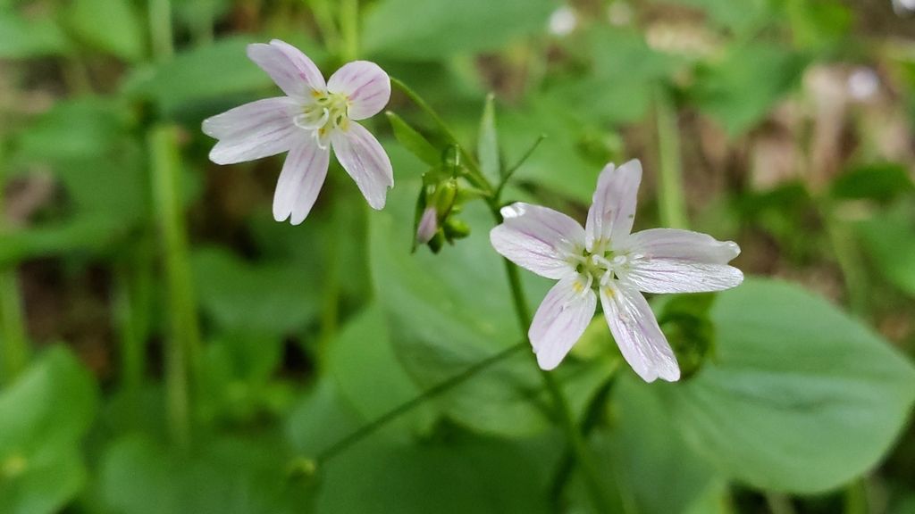 Candy flower (Claytonia sibirica)