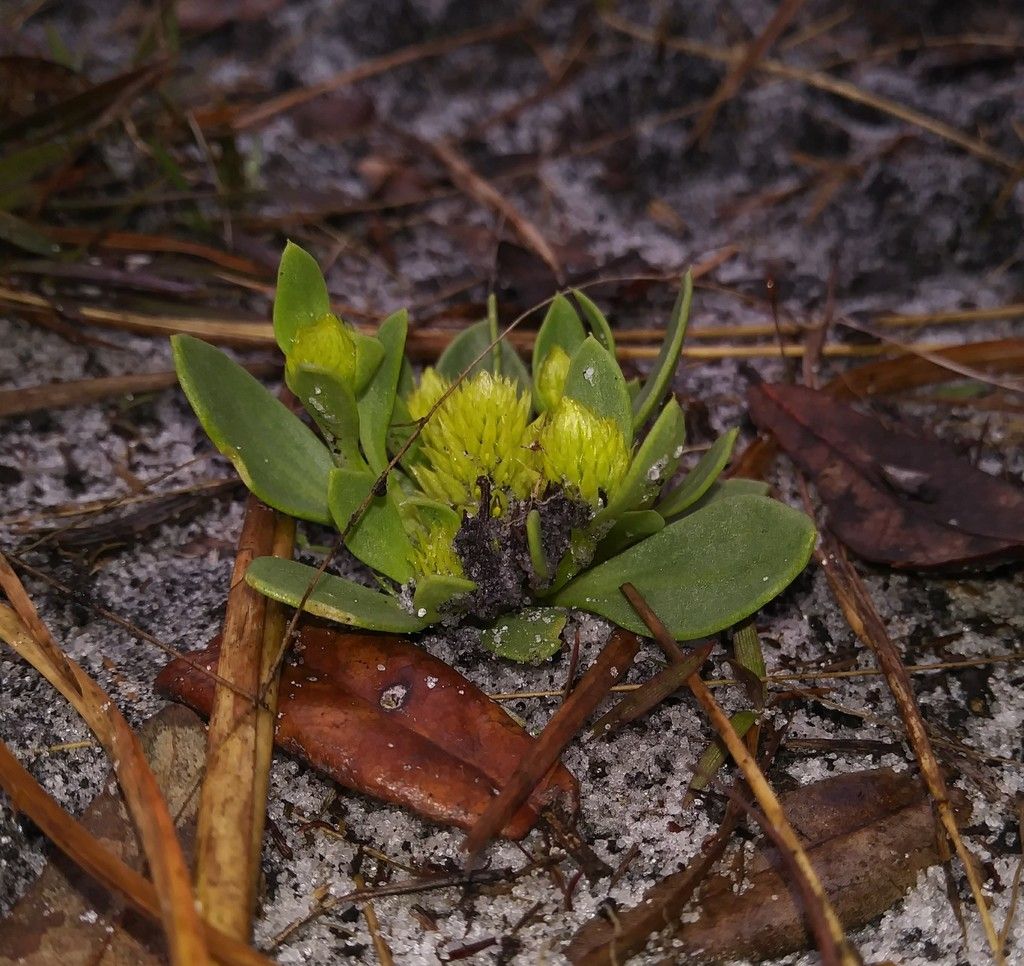 Candyroot (Senega nana)